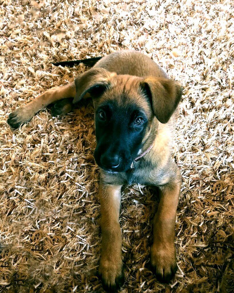 Conor, prvi dnevi v novem domu