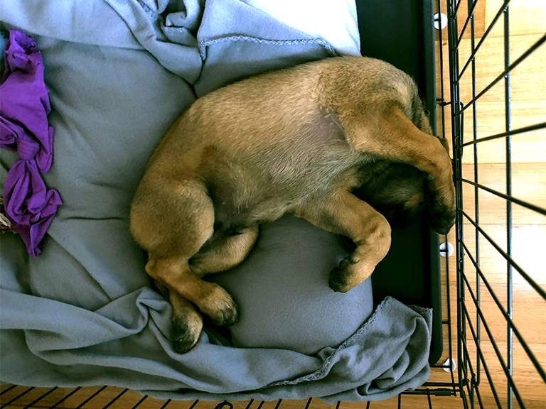 Slika 2 – Različni modeli pasjih kletk