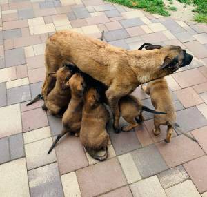 Zadnji teden pred odhodom v nov dom - starost 8 tednov