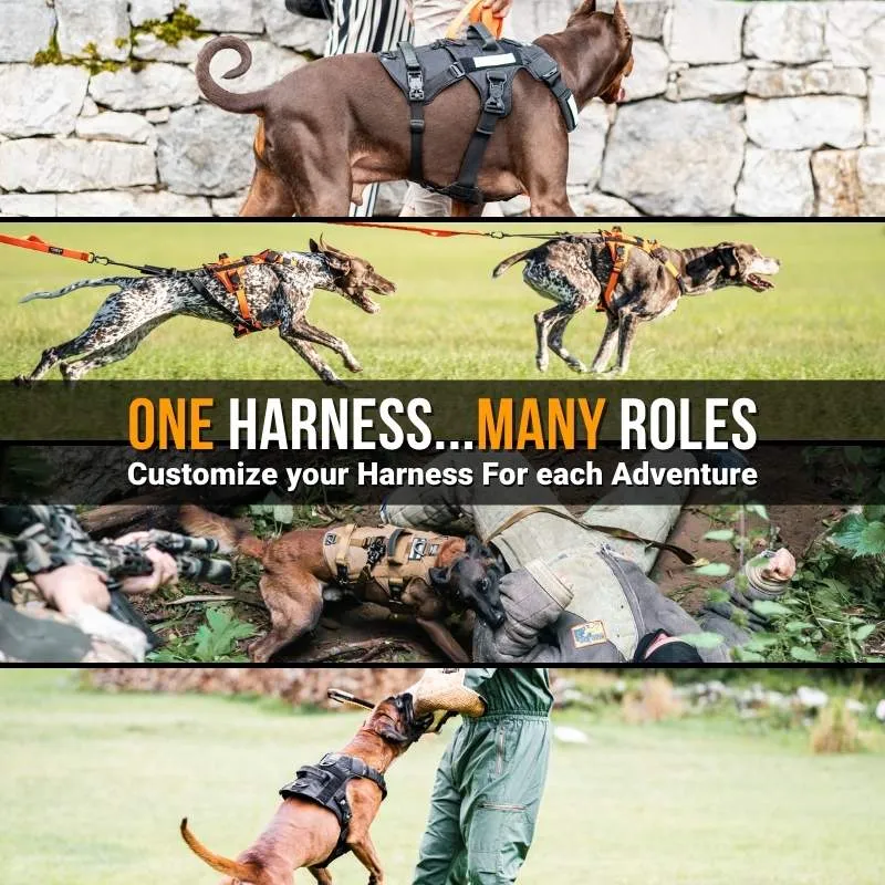 Harness
