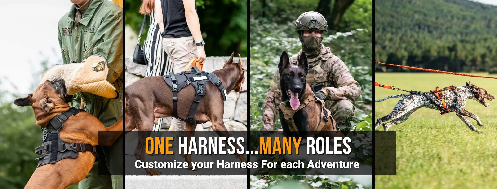 Dog Harness