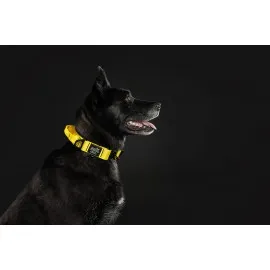 40mm magnetna pasja ovratnica