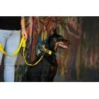 Preklopni povodec 25 mm dolžine 2 m