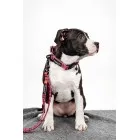 Klasičen povodec 20mm