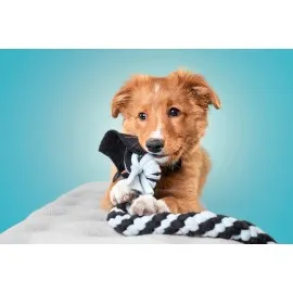 Igrača za psa - Cufa