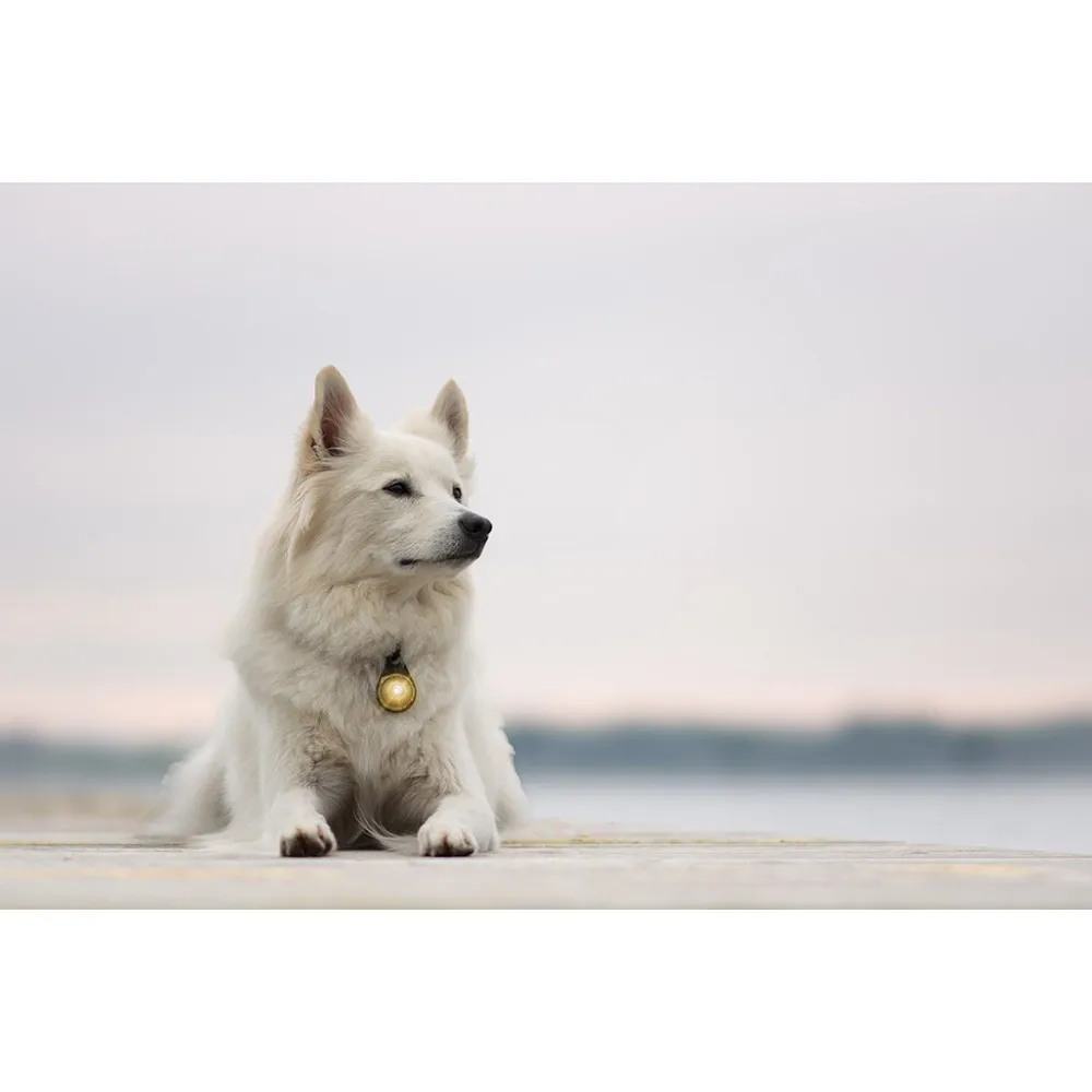 Orbiloc Dog Dual lučka